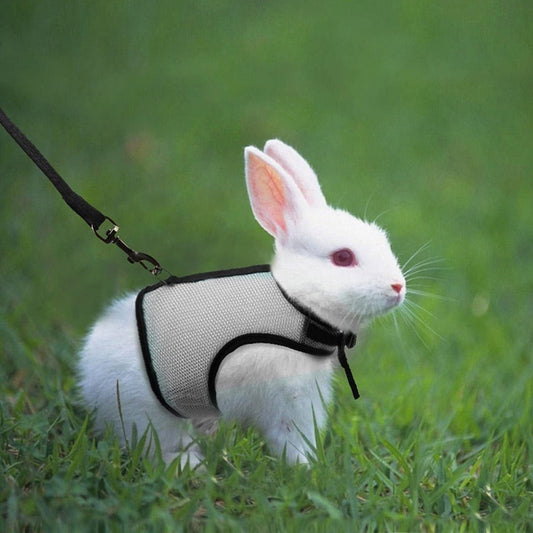 Bunny Harness