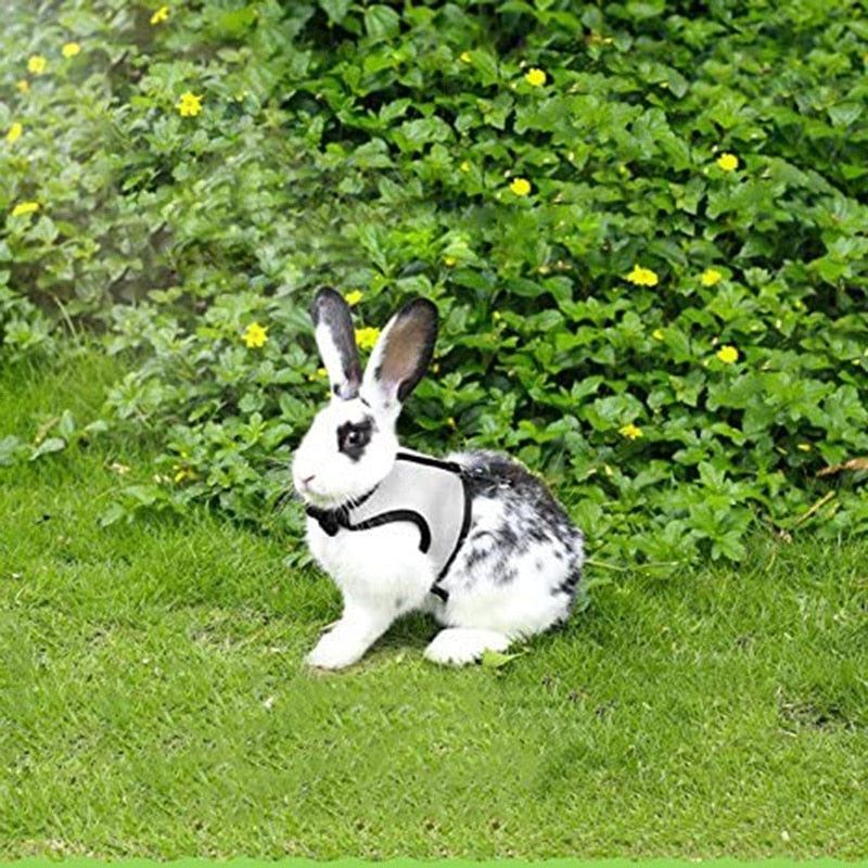 Bunny Harness